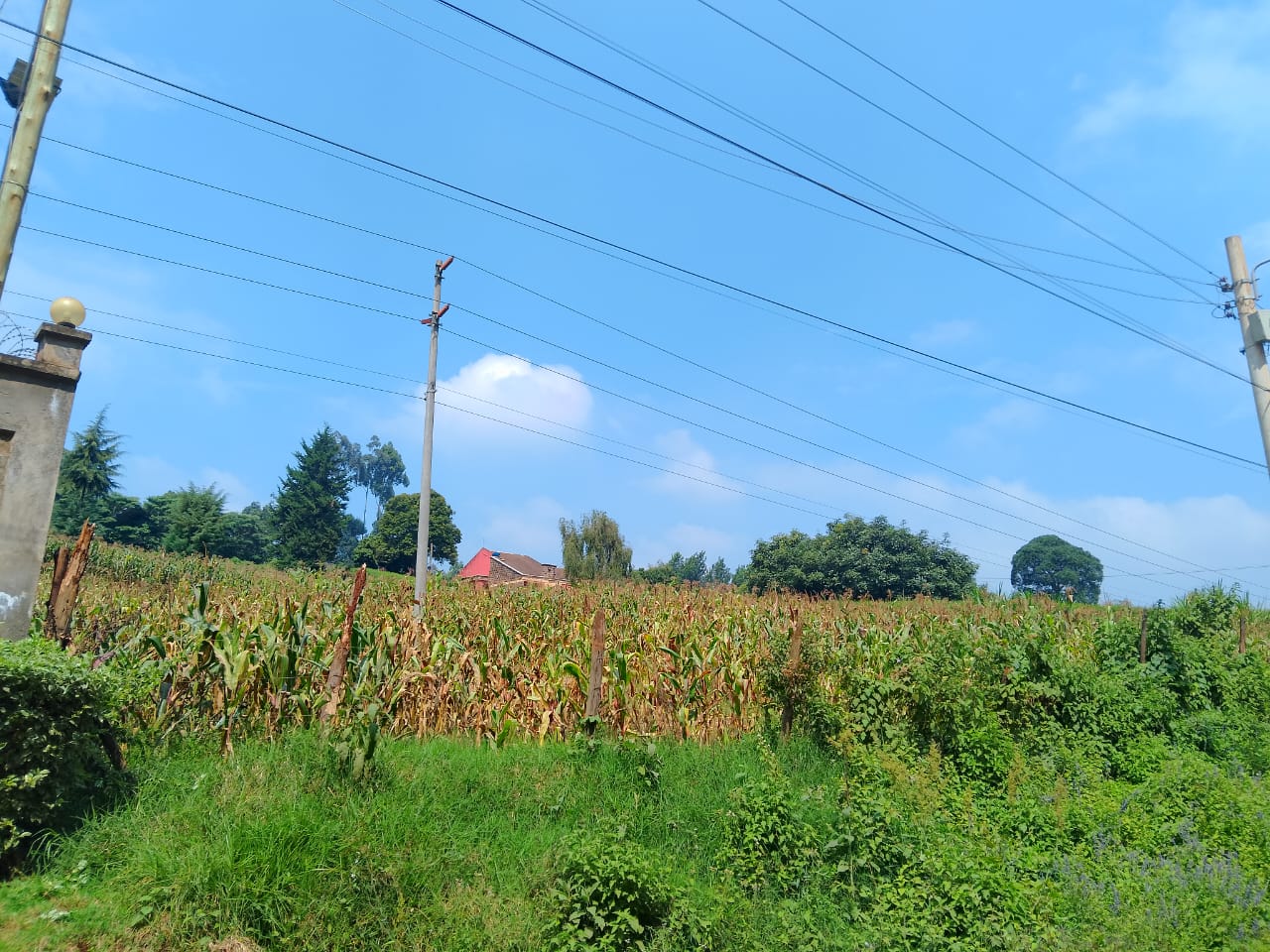 Half-acre-plot-for-sale-in-Sigona-by-asher-dwellsmith